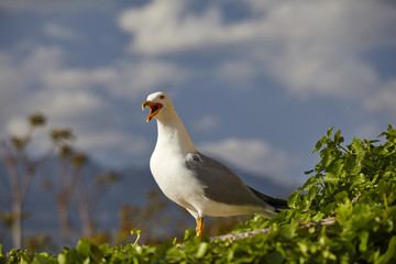 nice seagull over sky