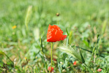 Beautiful red poppy flower isolated in the grass field/ spring background