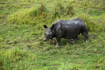 The Great Indian One Horn Rhinoceros
