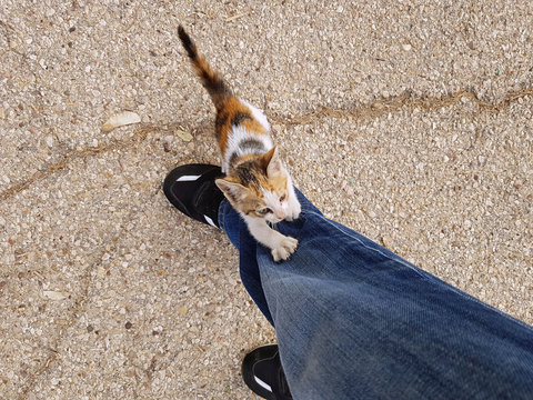 Котёнок тянет  за штанину