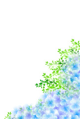 あじさい　梅雨　花　背景 