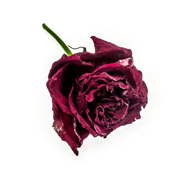 Withered flower of a rose on a white background