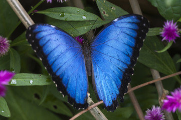 Butterfly, Morpho granadensis, lepidoptera / Blue Morpho, Morpho granadensis sitting on a leaf.