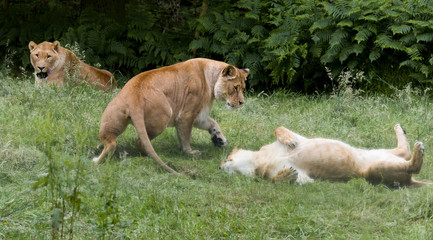 Playing group of African lioness