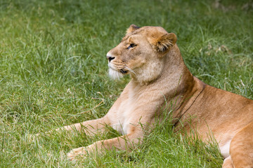Fototapeta na wymiar Profile African lioness