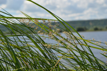 трава на реке