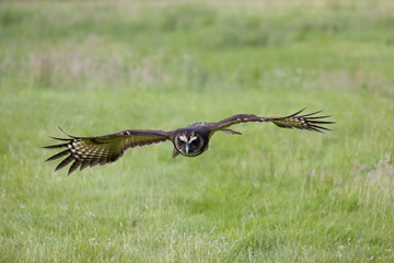Malaysian wood owl