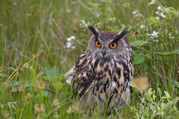 European Eagle Owl