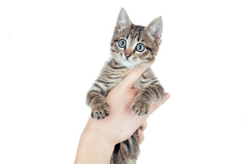 gray kitten in hands (white isolated)
