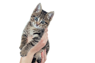 gray kitten in hands (white isolated)