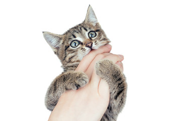 gray kitten in hands (white isolated)