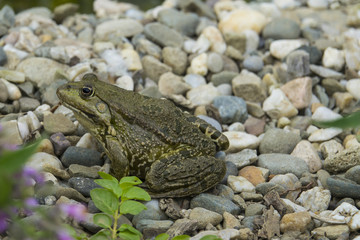 rana esculenta - common european green frog