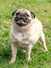 Obraz premium Dog pug on green grass for a walk