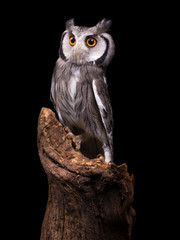 African White Faced Owl isolated