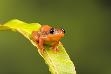 Cute golden sedge frog