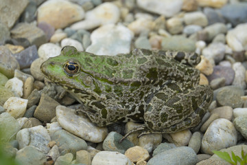 rana esculenta - common european green frog