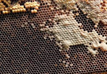 Bee hives in wooden hives in which bees are ready to produce honey..