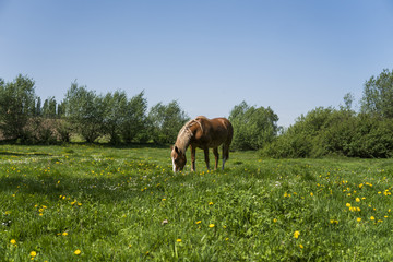 Alone brown horse on a chain grazing on green pasture with a yellow flowers against blue sky and...