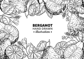Bergamot vector drawing frame. Isolated vintage  template of cit