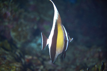 moorish idol