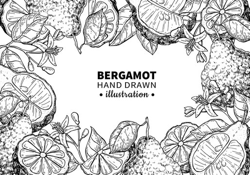 Bergamot vector drawing frame. Isolated vintage  template of cit