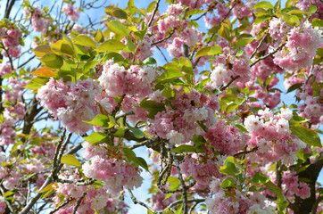Japanische Blütenkirsche