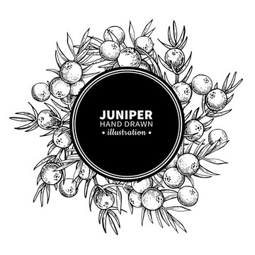 Juniper Vector Drawing Frame. Isolated Vintage  Template Of Berr