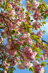 Japanische Blütenkirsche