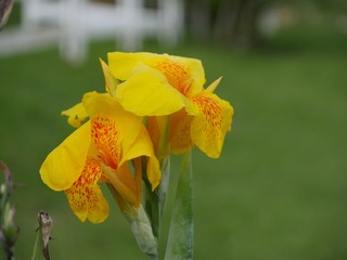 Close up of the petals of canna Yellow King Humbert flowers with blurred green background