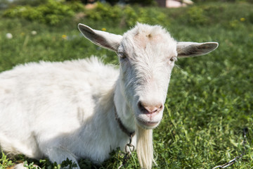 Close-up on white funny goat on a chain with a long beard grazing on green pasture field in a sunny day. Farming. Ukrainian goats.