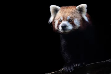 Foto op Plexiglas Portrait of a red panda (Ailurus fulgens) isolated on black background © Lubos Chlubny