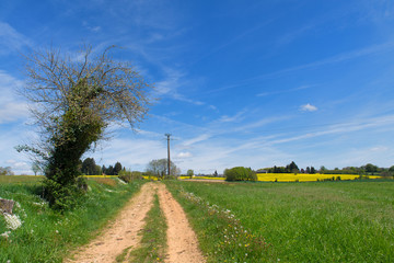 Fototapeta na wymiar Landscape French Limousin with rape seed