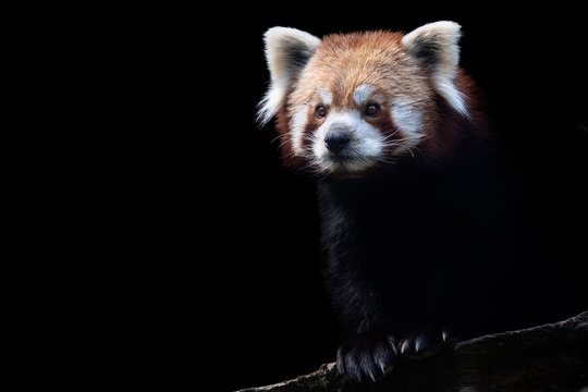 Fototapeta Portrait of a red panda (Ailurus fulgens) isolated on black background