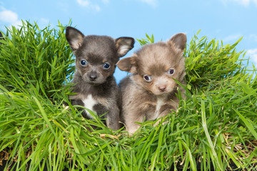 Chihuahua puppies in grass
