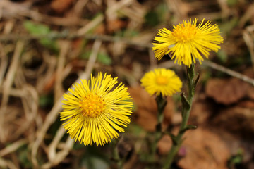 Coltsfoot heads