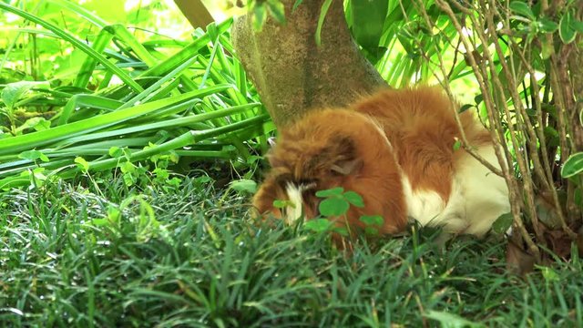 Abyssinian guinea pig eating grass, 4K