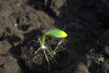 sprout
