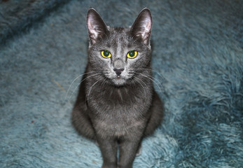 "russian blue" cat