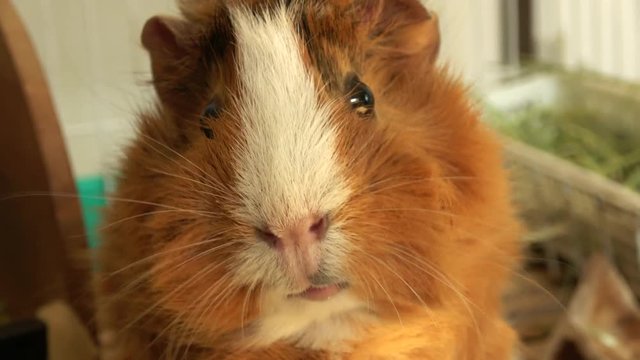 Close up shot of Abyssinian guinea pig eating hay, 4K