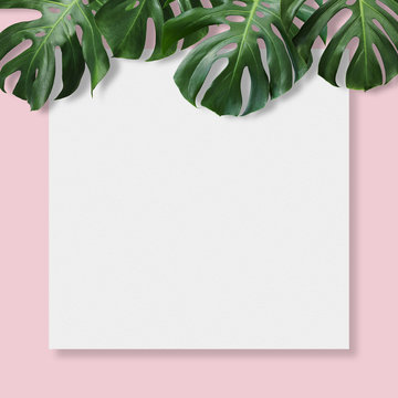 Fototapeta Monstera deliciosa tropical leaves and blank canvas on pink background with minimal style