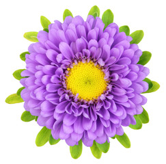 Beautiful Chrysanthemum (Chrysantheme) isolated on white background, including clipping path. Germany