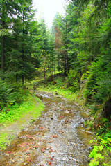 mountainous river in the forest