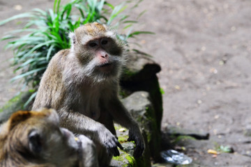 long-tailed monkey who is daydreaming