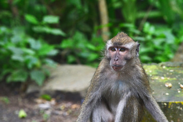 monkey expression