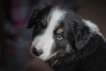 Border collie puppy