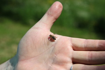 The bee standing on the man's hand.