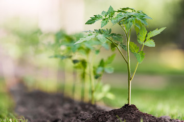 Seedling tomato plant in greenhouse garden