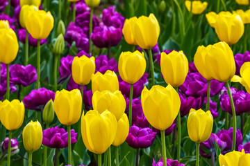 美しいチューリップの花
