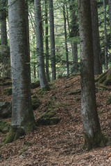 Obraz premium Forest. Natural scenery of beautiful nature. 