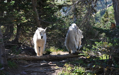 American Mountain Goat